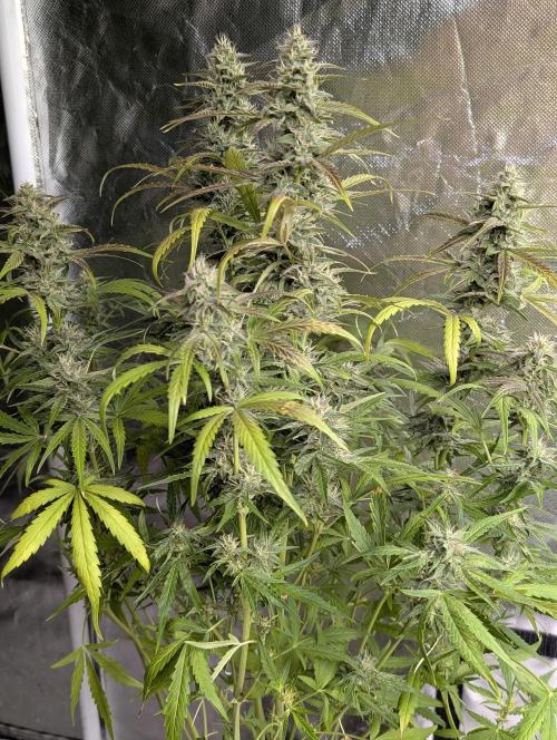Frosted Guava Auto x3. Week 8