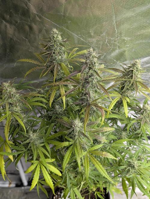 Frosted Guava Auto x3. Week 8