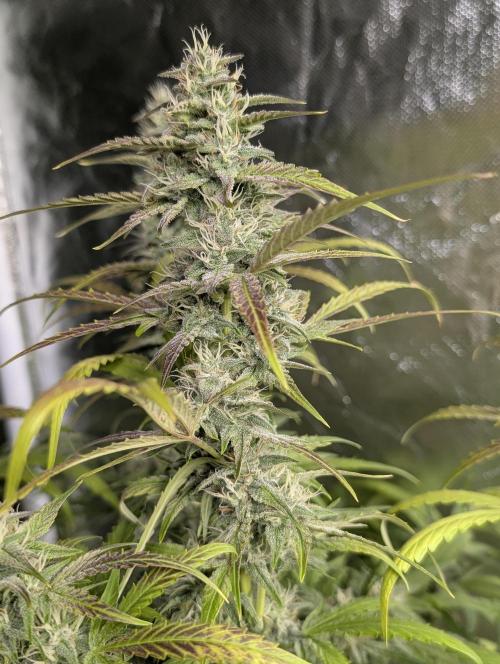 Frosted Guava Auto x3. Week 8