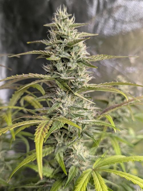 Frosted Guava Auto x3. Week 8