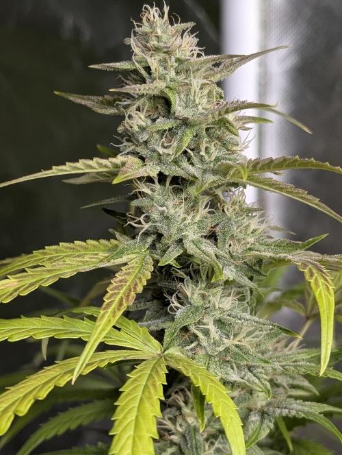 Frosted Guava Auto x3. Week 8