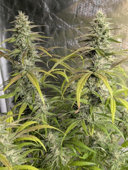 Frosted Guava Auto x3. Week 8