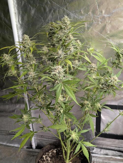 Frosted Guava Auto x3. Week 8 - 1