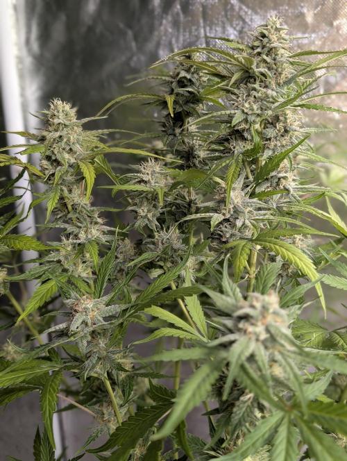 Frosted Guava Auto x3. Week 8