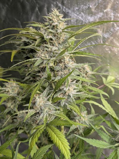 Frosted Guava Auto x3. Week 8