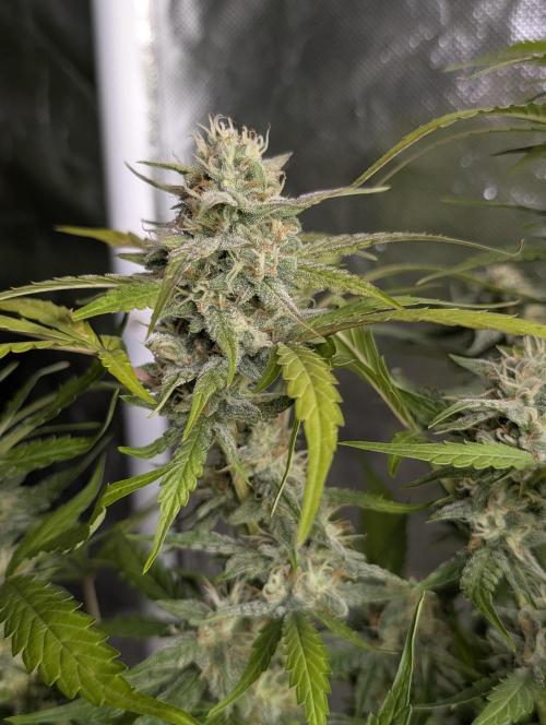 Frosted Guava Auto x3. Week 8