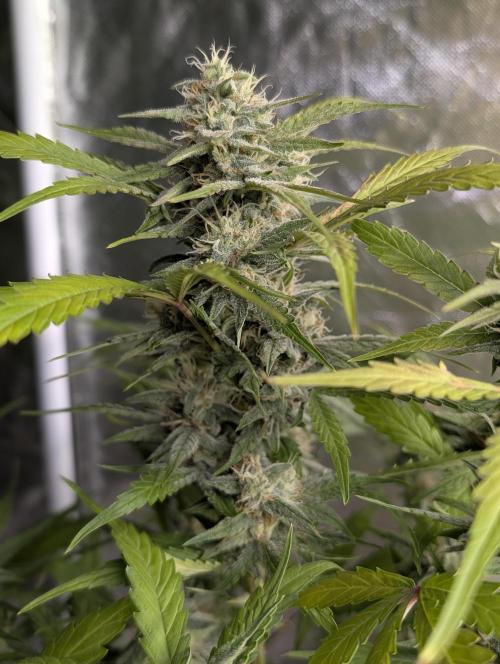 Frosted Guava Auto x3. Week 8
