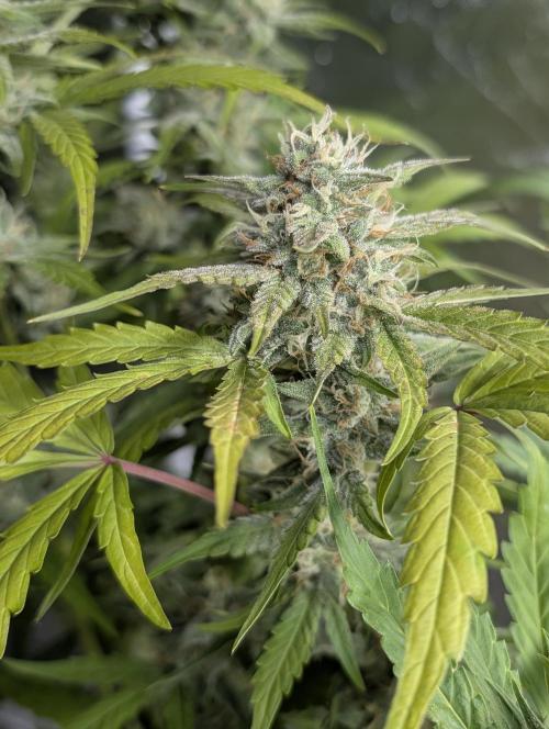 Frosted Guava Auto x3. Week 8