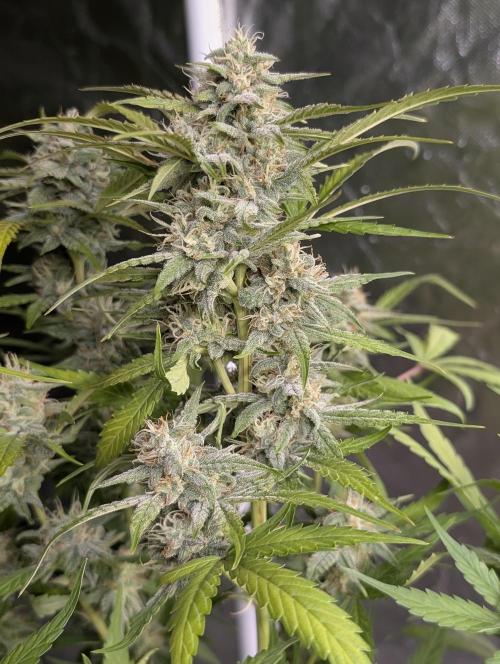Frosted Guava Auto x3. Week 8