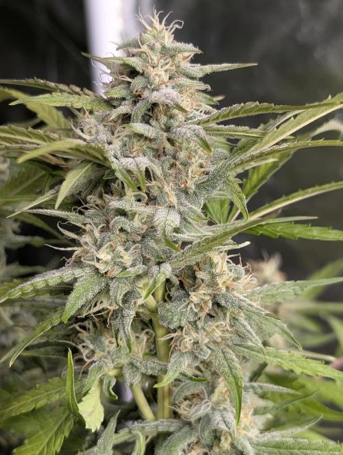 Frosted Guava Auto x3. Week 8