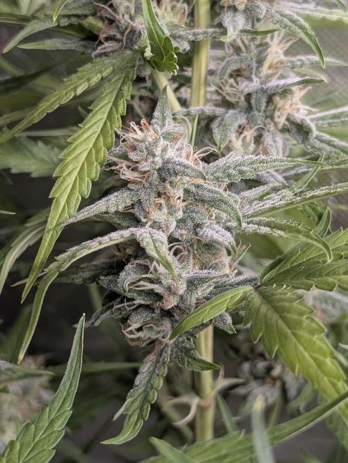 Frosted Guava Auto x3. Week 8