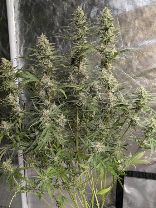 Frosted Guava Auto x3. Week 8 - 2