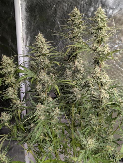 Frosted Guava Auto x3. Week 8