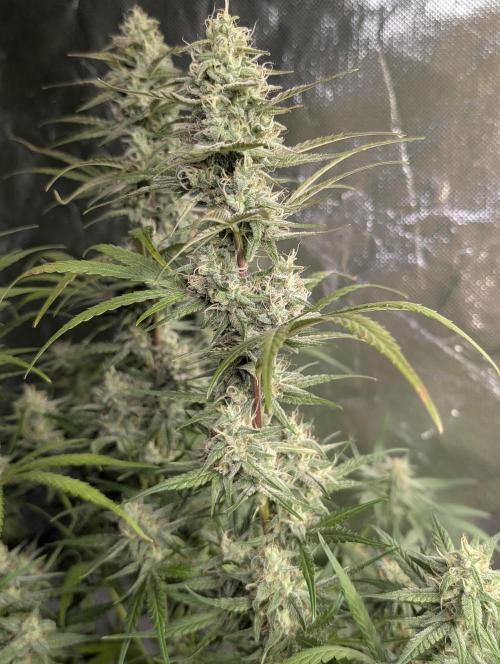 Frosted Guava Auto x3. Week 8