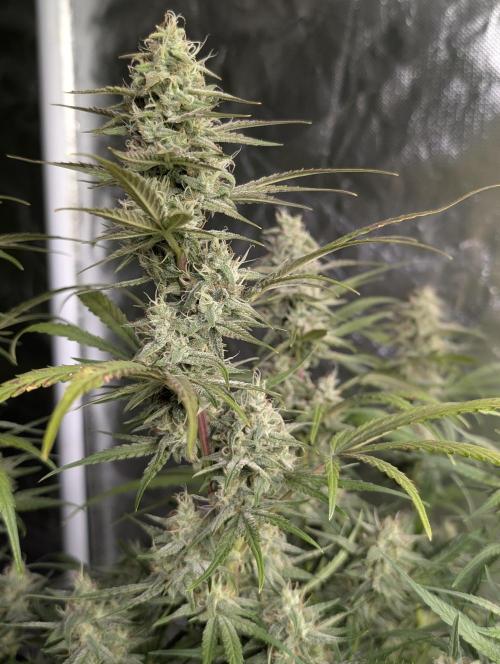 Frosted Guava Auto x3. Week 8