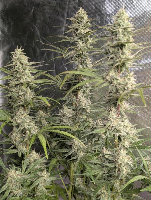 Frosted Guava Auto x3. Week 8
