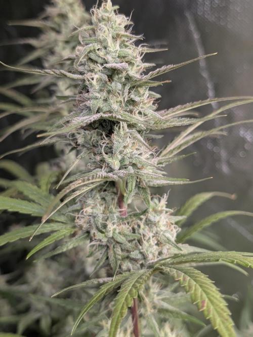 Frosted Guava Auto x3. Week 8
