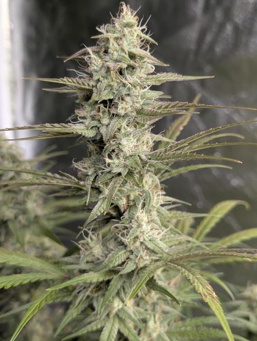 Frosted Guava Auto x3. Week 8