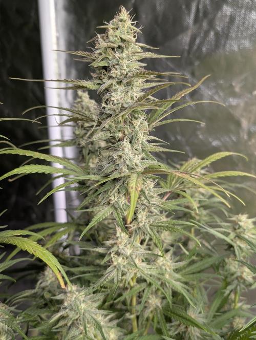 Frosted Guava Auto x3. Week 8