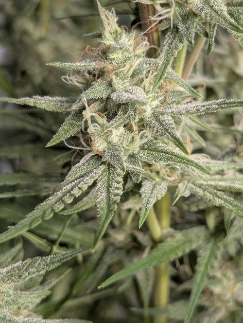 Frosted Guava Auto x3. Week 8