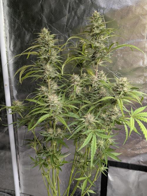 Frosted Guava Auto x3. Week 8 - 3