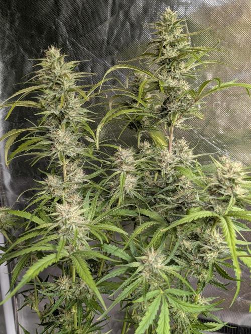 Frosted Guava Auto x3. Week 8