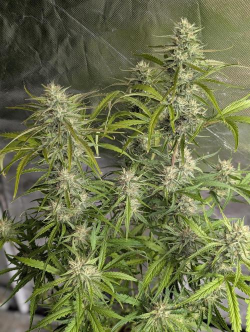Frosted Guava Auto x3. Week 8