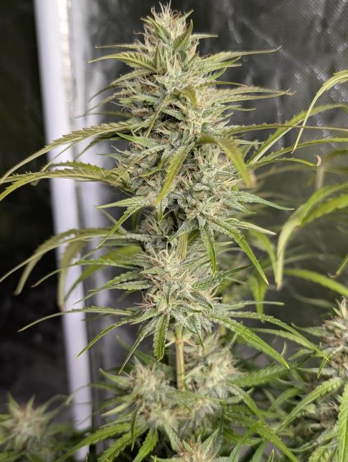 Frosted Guava Auto x3. Week 8