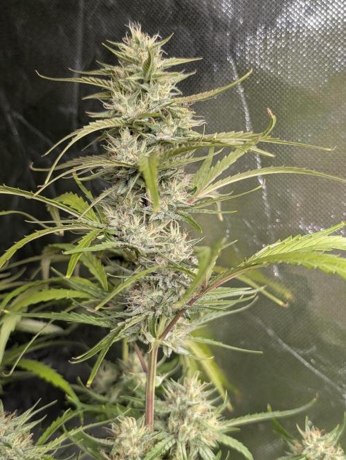 Frosted Guava Auto x3. Week 8