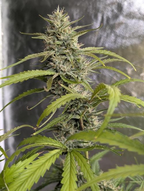Frosted Guava Auto x3. Week 8