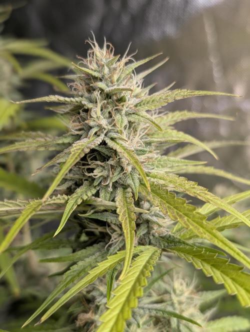 Frosted Guava Auto x3. Week 8