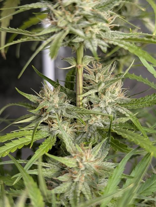 Frosted Guava Auto x3. Week 8