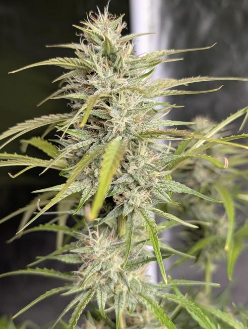 Frosted Guava Auto x3. Week 8