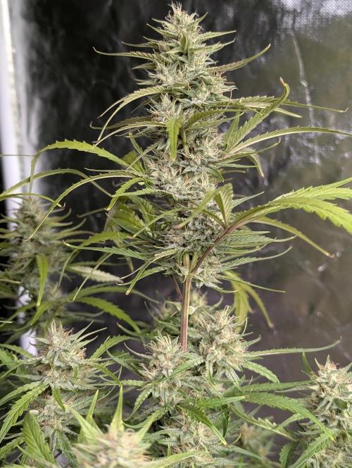 Frosted Guava Auto x3. Week 8