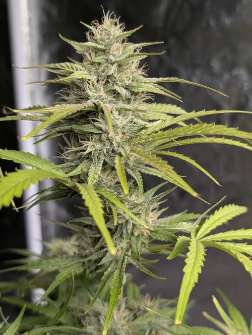 Frosted Guava Auto x3. Week 8