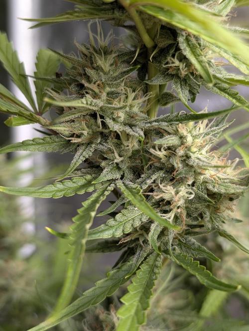 Frosted Guava Autoflowering. Week 8