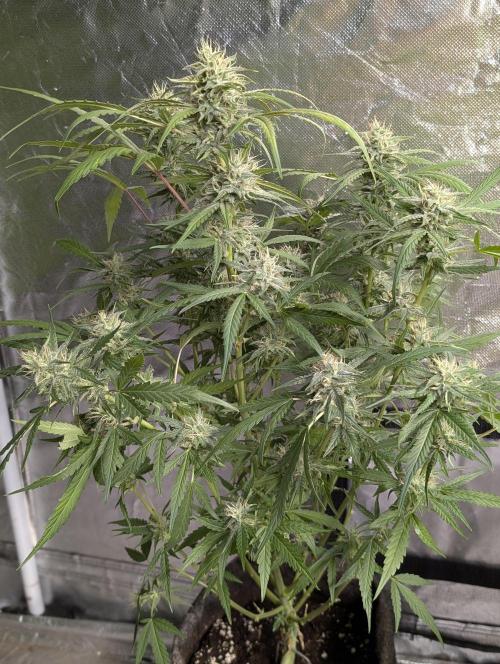 Frosted Guava Auto x2. Week 8 - 1