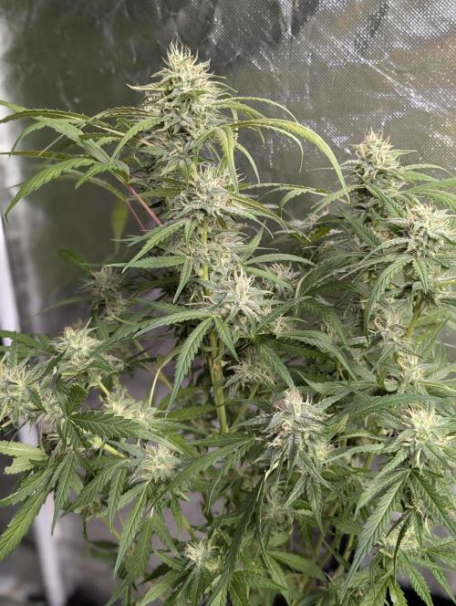Frosted Guava Auto x2. Week 8