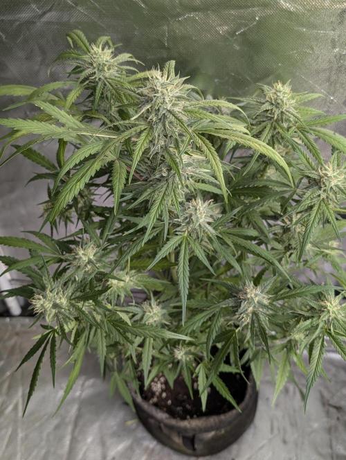 Frosted Guava Auto x2. Week 8
