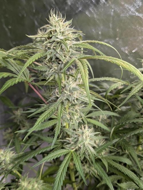 Frosted Guava Auto x2. Week 8