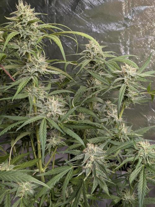 Frosted Guava Auto x2. Week 8