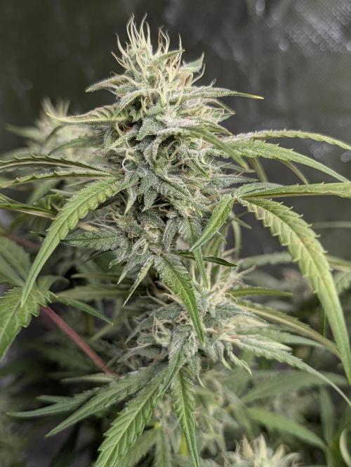 Frosted Guava Auto x2. Week 8
