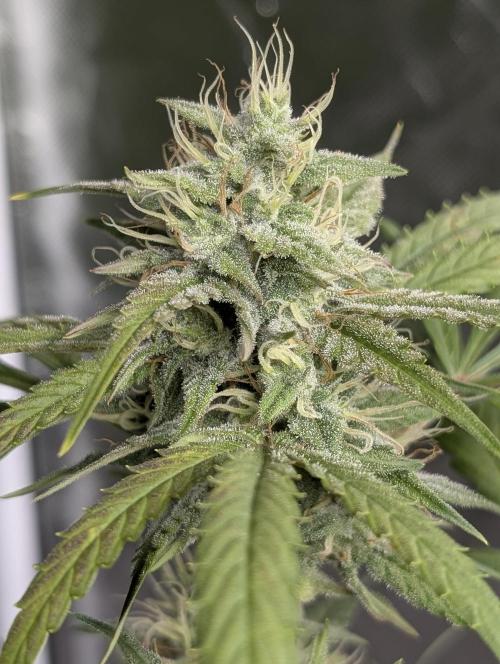Frosted Guava Auto x2. Week 8