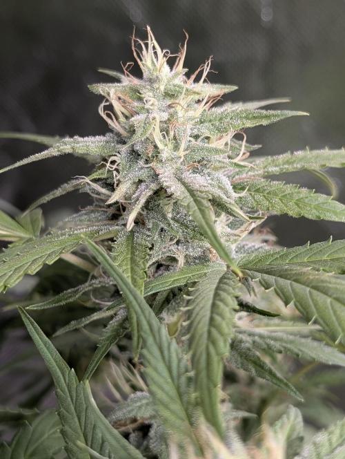 Frosted Guava Auto x2. Week 8