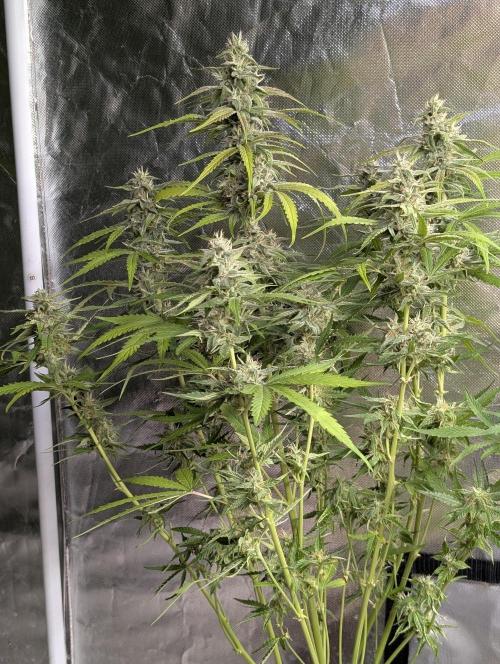 Frosted Guava Auto x2. Week 8 - 2
