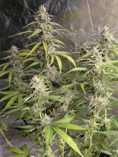 Frosted Guava Auto x2. Week 8