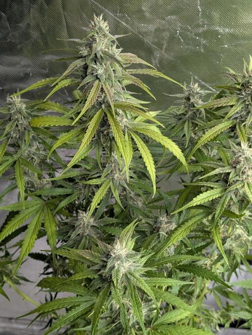 Frosted Guava Auto x2. Week 8