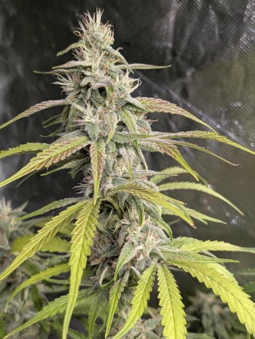 Frosted Guava Auto x2. Week 8