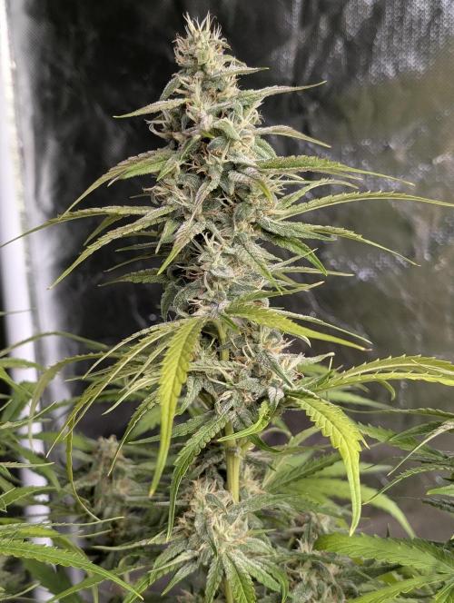 Frosted Guava Auto x2. Week 8