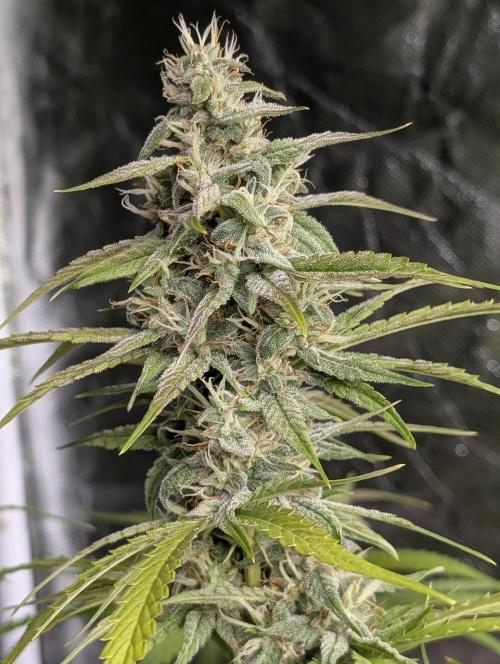 Frosted Guava Auto x2. Week 8